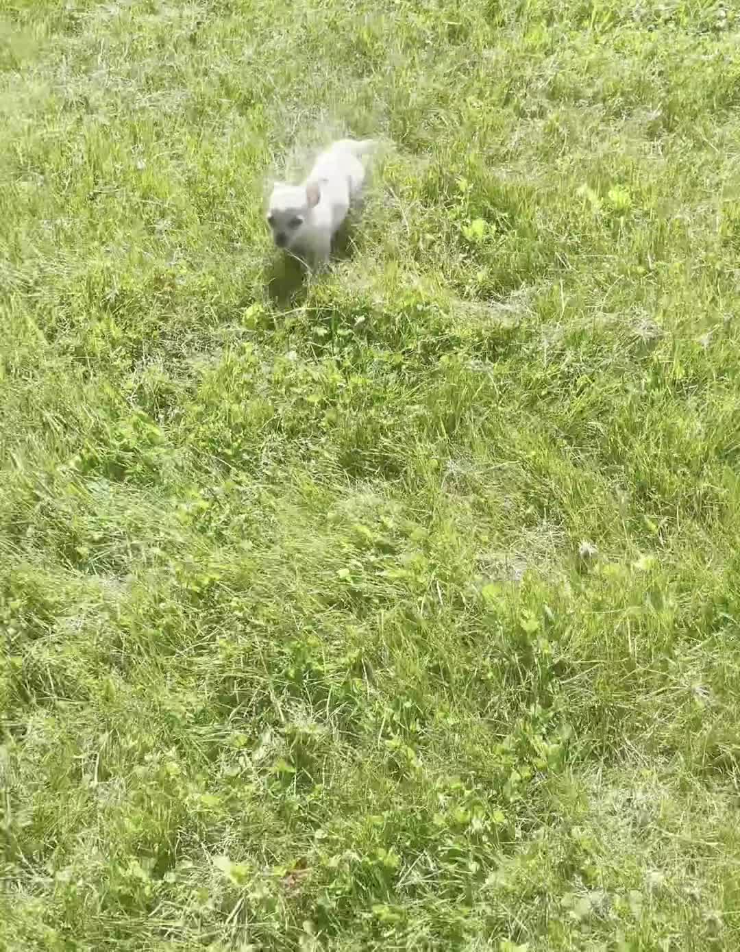 Chihuahua dogs for sale: Tinkerbell - Video 1
