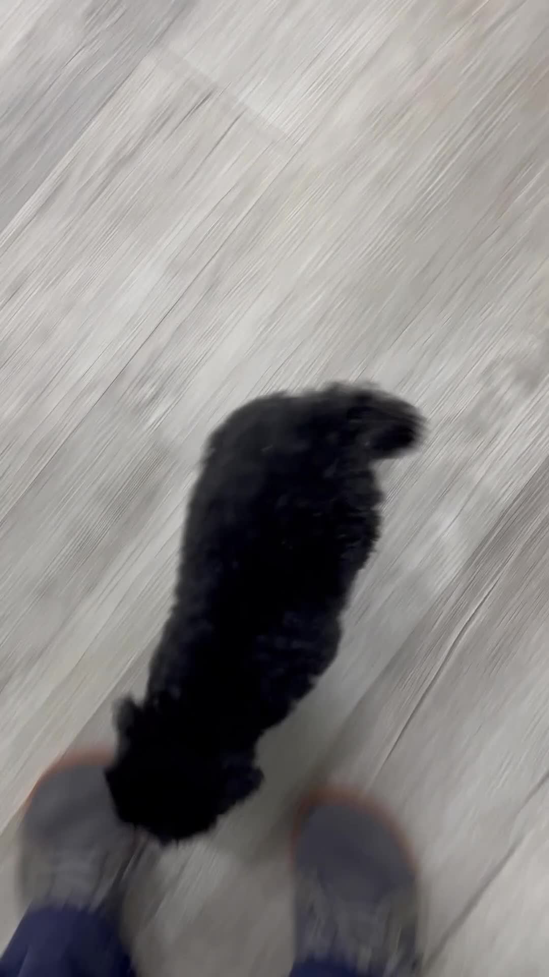 Mini Bernedoodle dogs for sale: Bert - Video 1