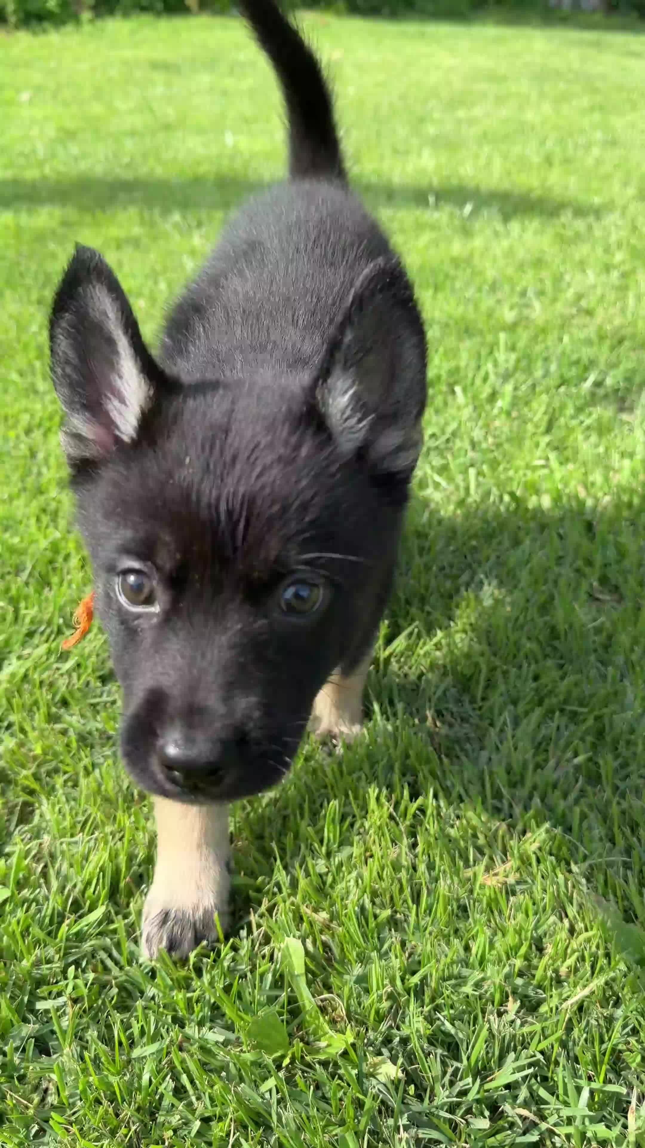Gerberian Shepsky dogs for sale: Harley - Video 1