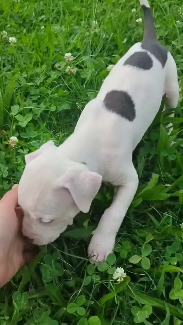 American Pit Bull Terrier dogs for sale: OREO - Video 2