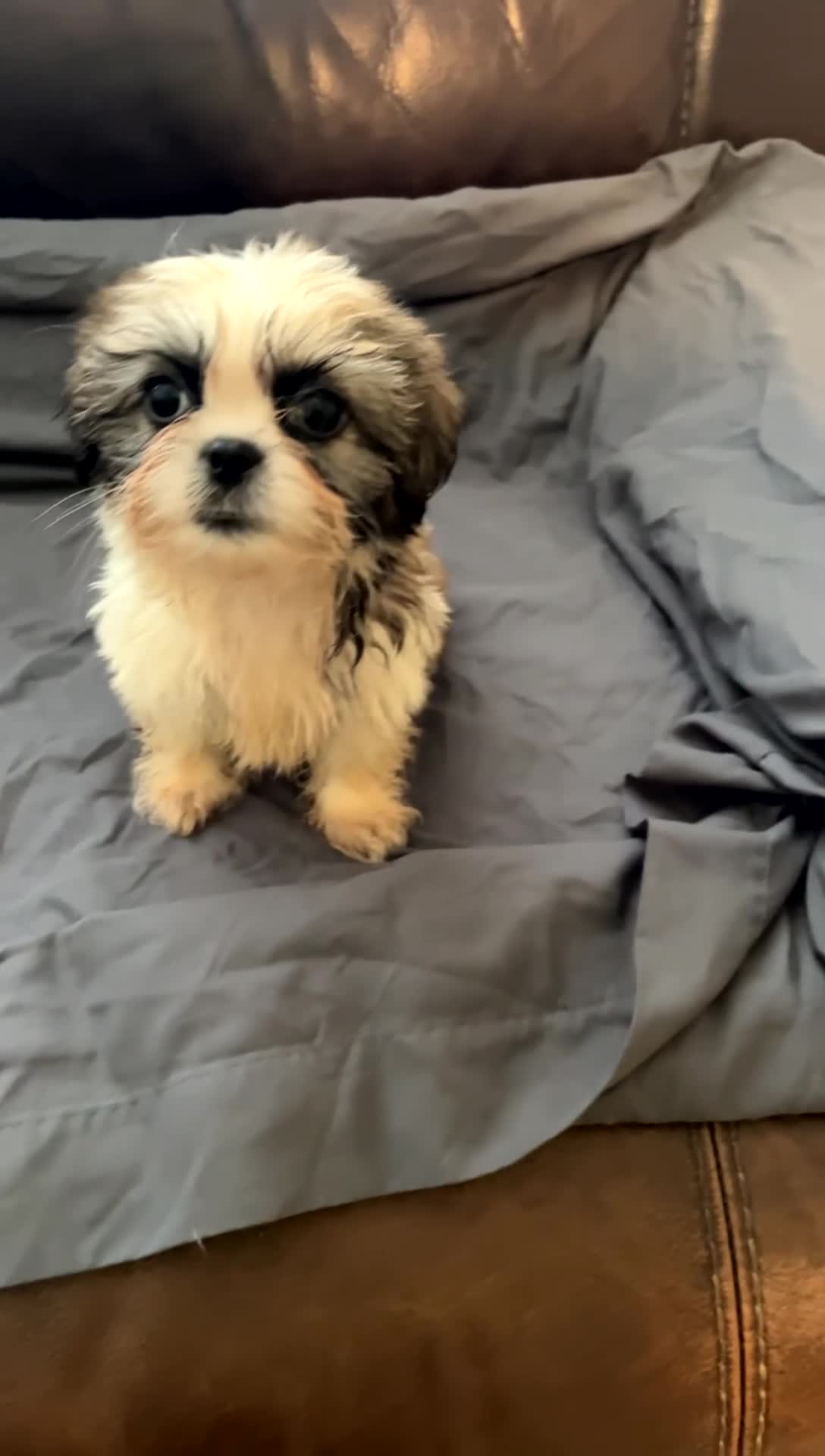 Mixed Breed dogs for sale: Romeo  - Video 1