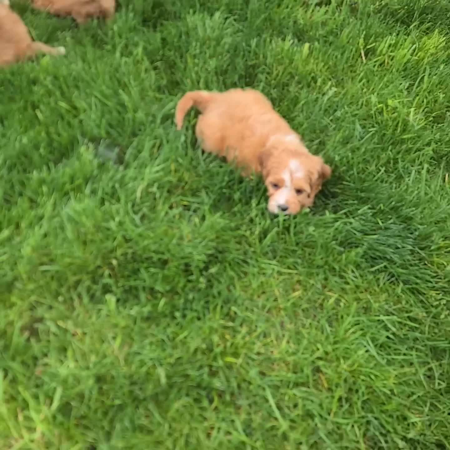 Cavapoo dogs for sale: Kylie - Video 2