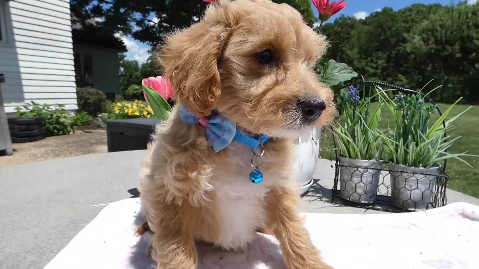 Mini Aussiedoodle dogs for sale: Mini Aussiedoodle 5 Julie  - Video 1