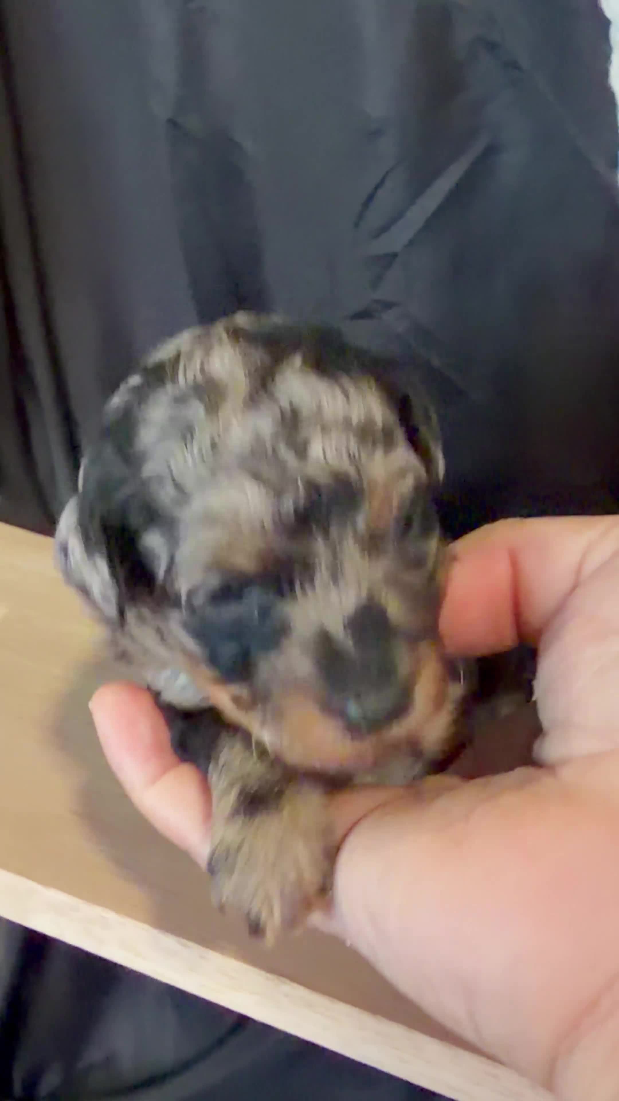 Miniature Poodle dogs for sale: Duke - Video 1