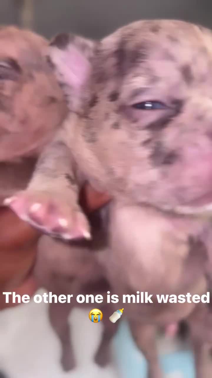 French Bulldog dogs for sale: French Bulldog 3 - Video 1