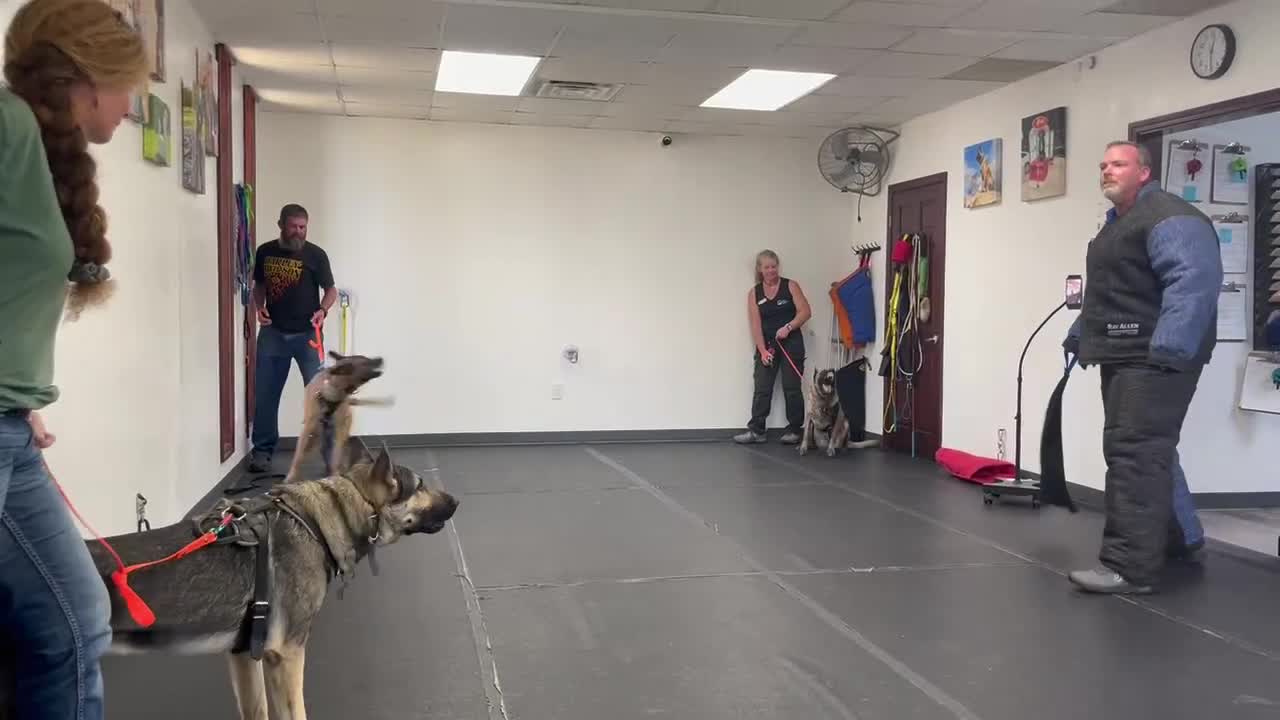 German Shepherd dogs for stud: Redbirds Scout - Video 4