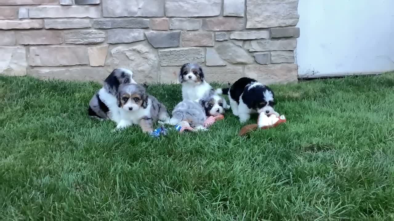Cavapoo dogs for sale: Diesel  - Video 1
