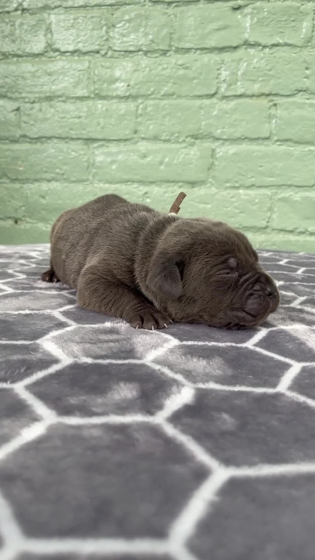 Cane Corso dogs for sale: Tar Heel  - Video 1