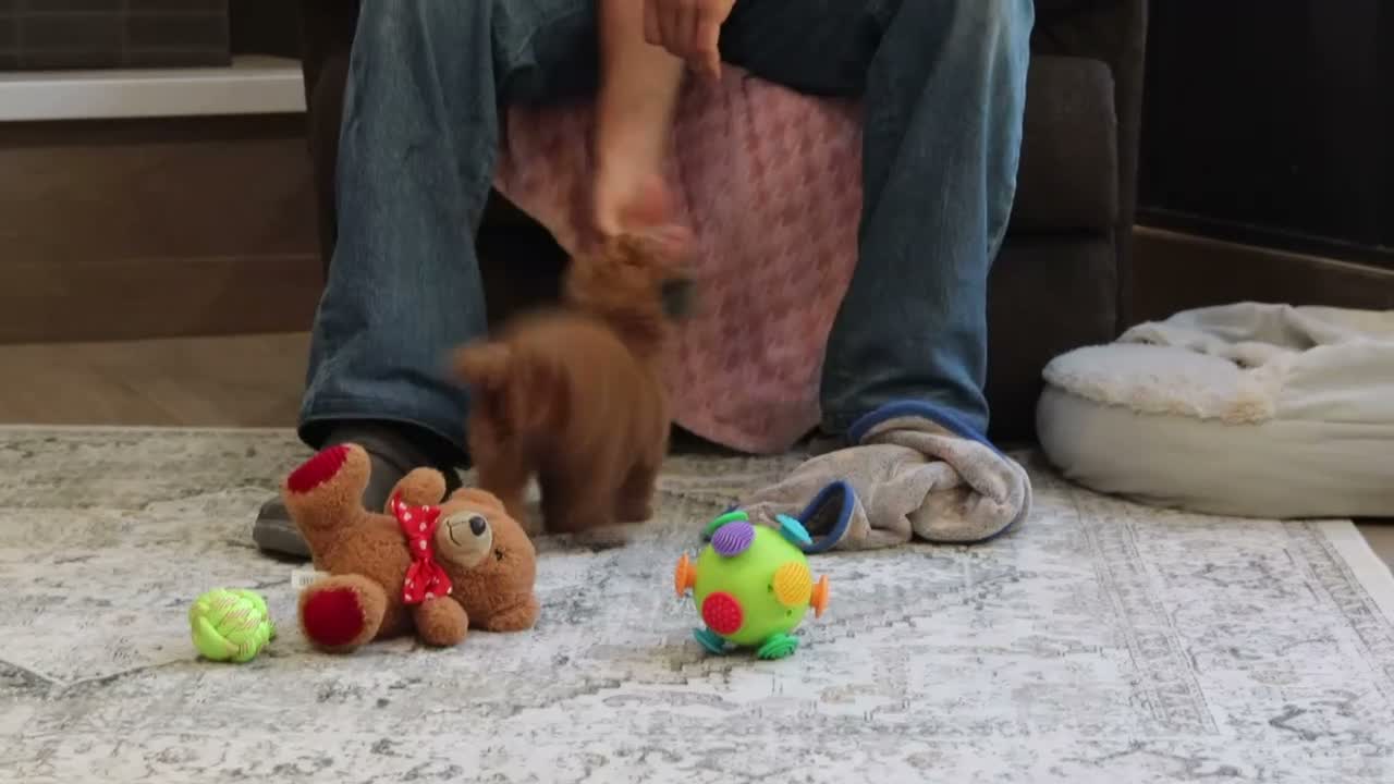 Miniature Poodle dogs for sale: Vince(AKC) - Video 1