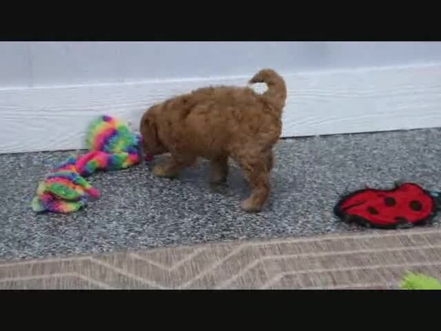 Mini Goldendoodle dogs for sale: Tesa - Video 3