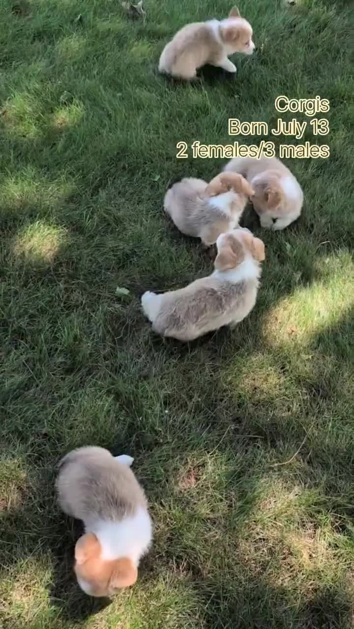 Welsh Corgi Pembroke dogs for sale: Nadia - Video 3