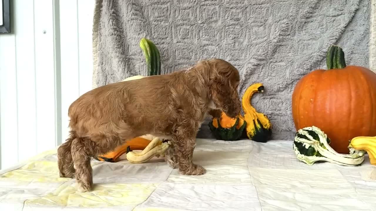 Cocker Spaniel dogs for sale: Zedrick - Video 1