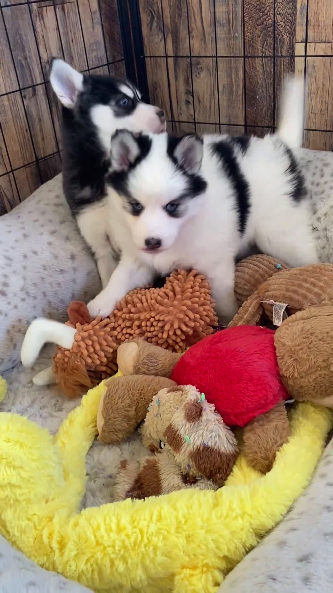 Pomsky dogs for sale: Kiki  - Video 3