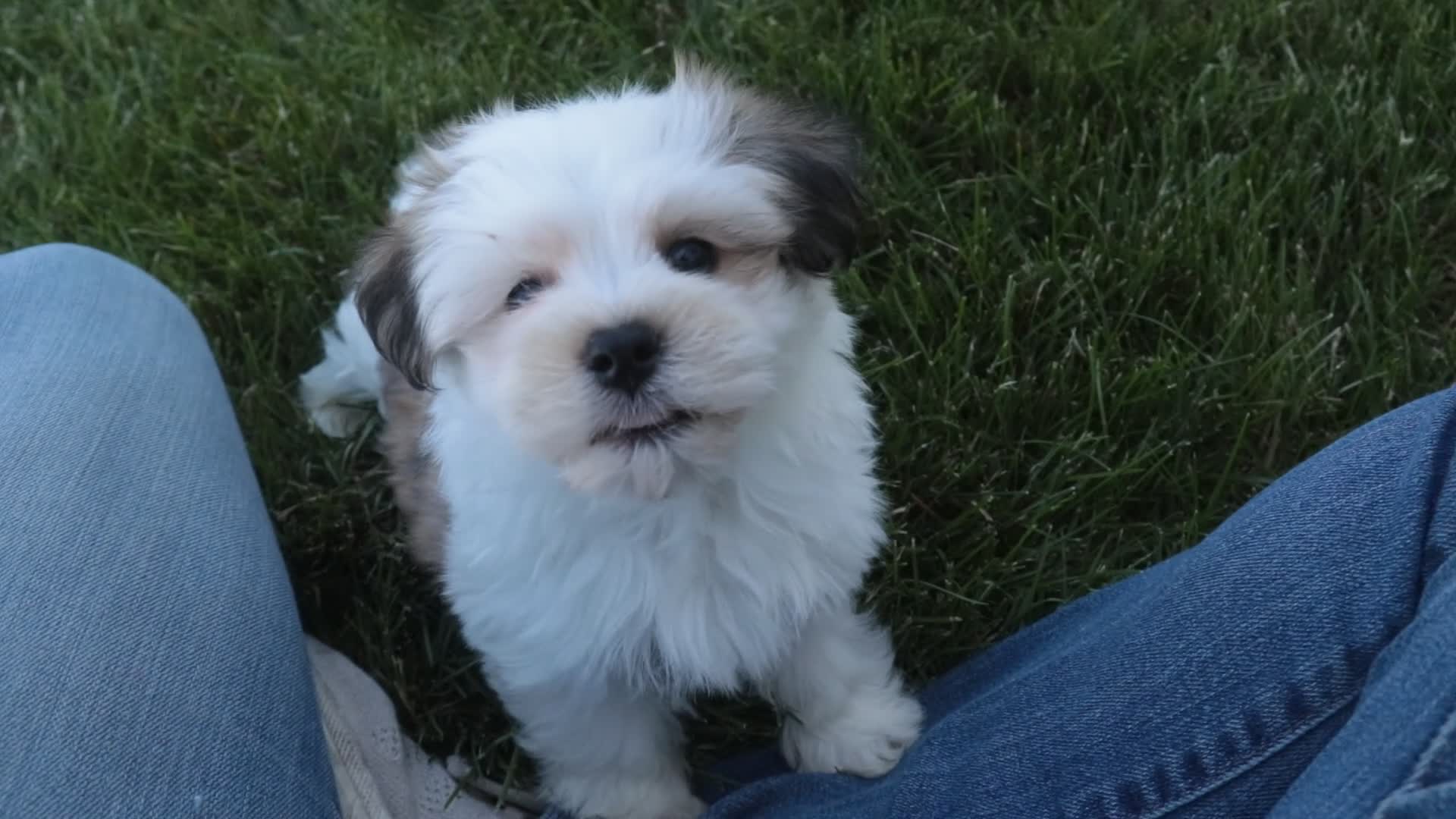 Havanese dogs for sale: Fernando - Video 1