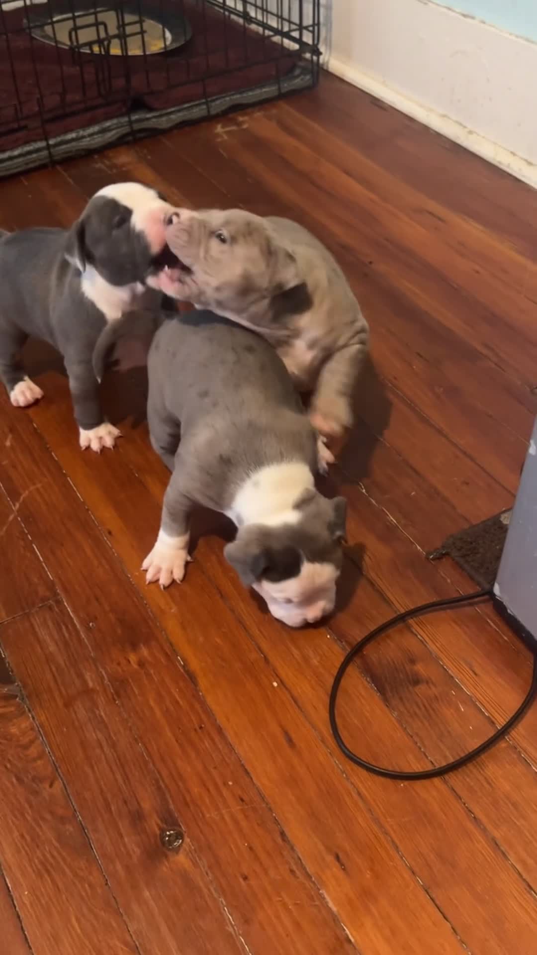 American Bully dogs for sale: American Bully Puppy 2 - Video 3