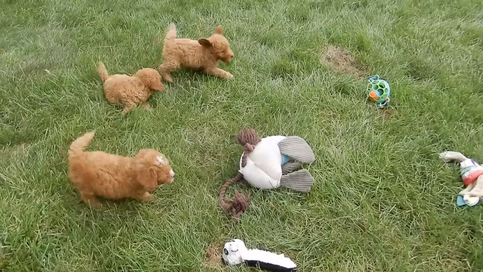 Mini Goldendoodle dogs for sale: Zara - Video 1