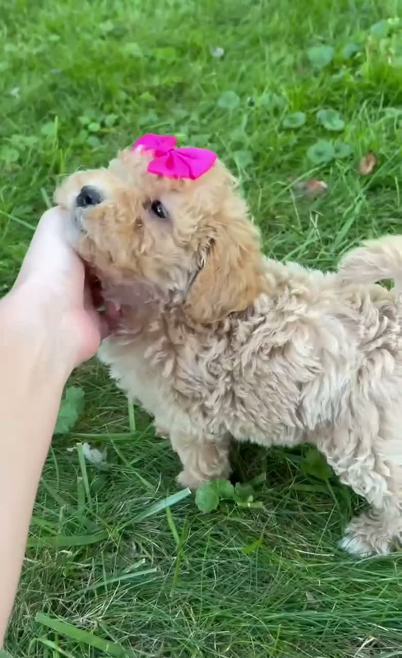 Mini Goldendoodle dogs for sale: Daisy 🎀 - Video 1