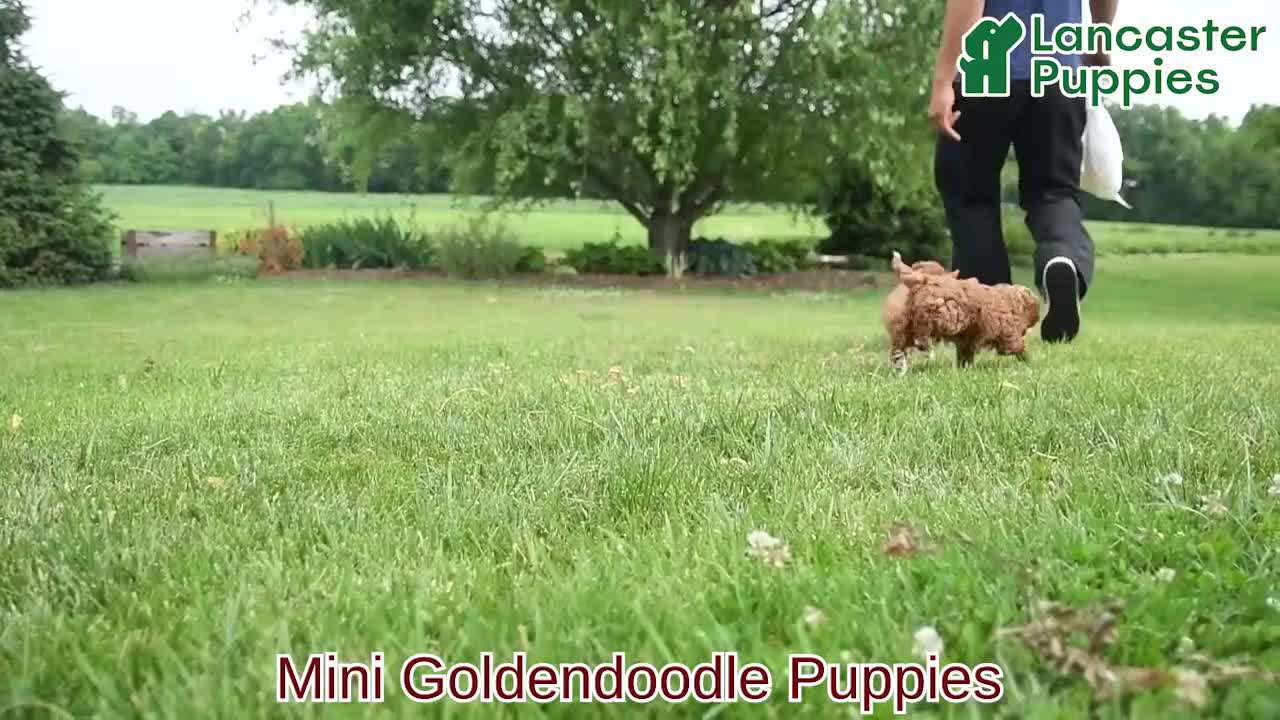 Mini Goldendoodle dogs for sale: Lucky - Video 1