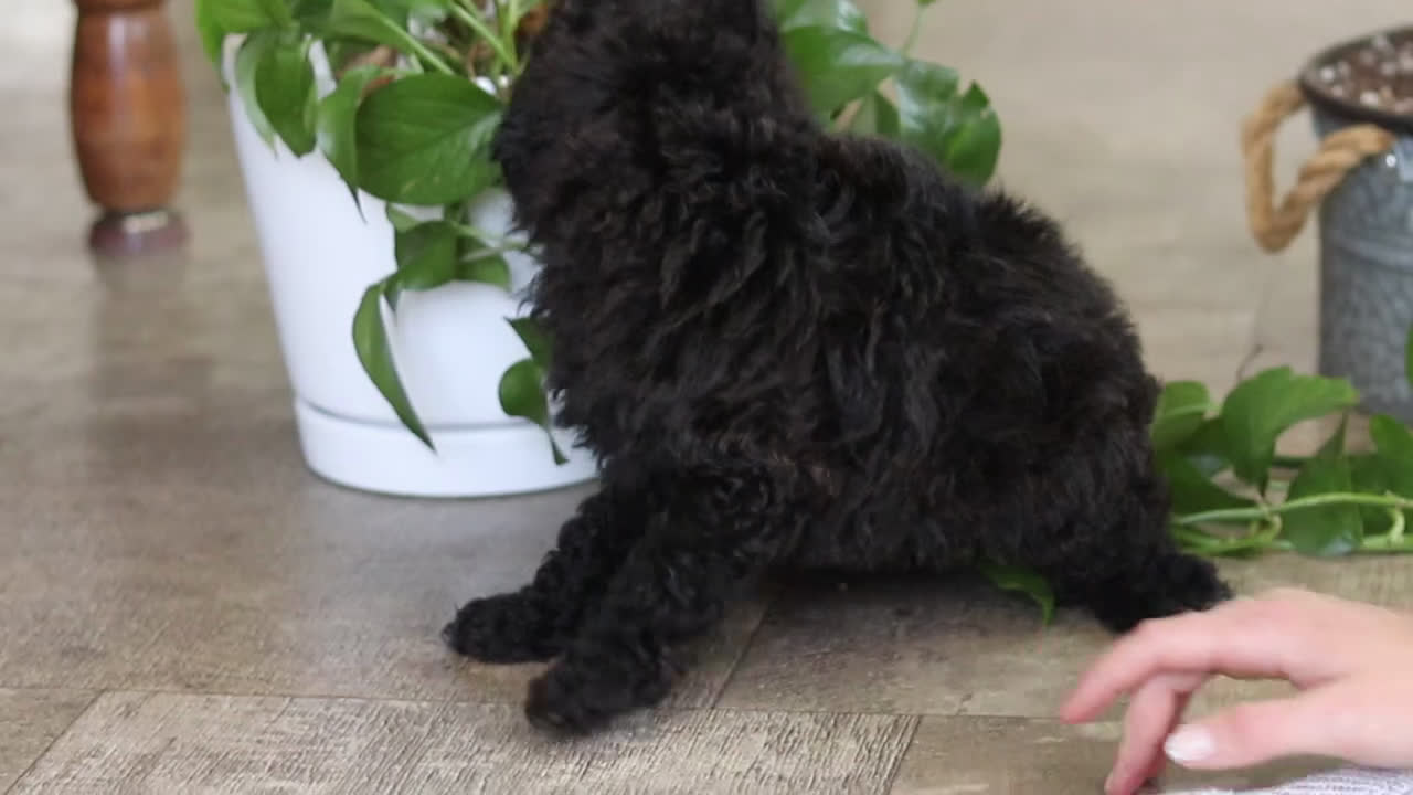 Miniature Poodle dogs for sale: Lila - Video 4