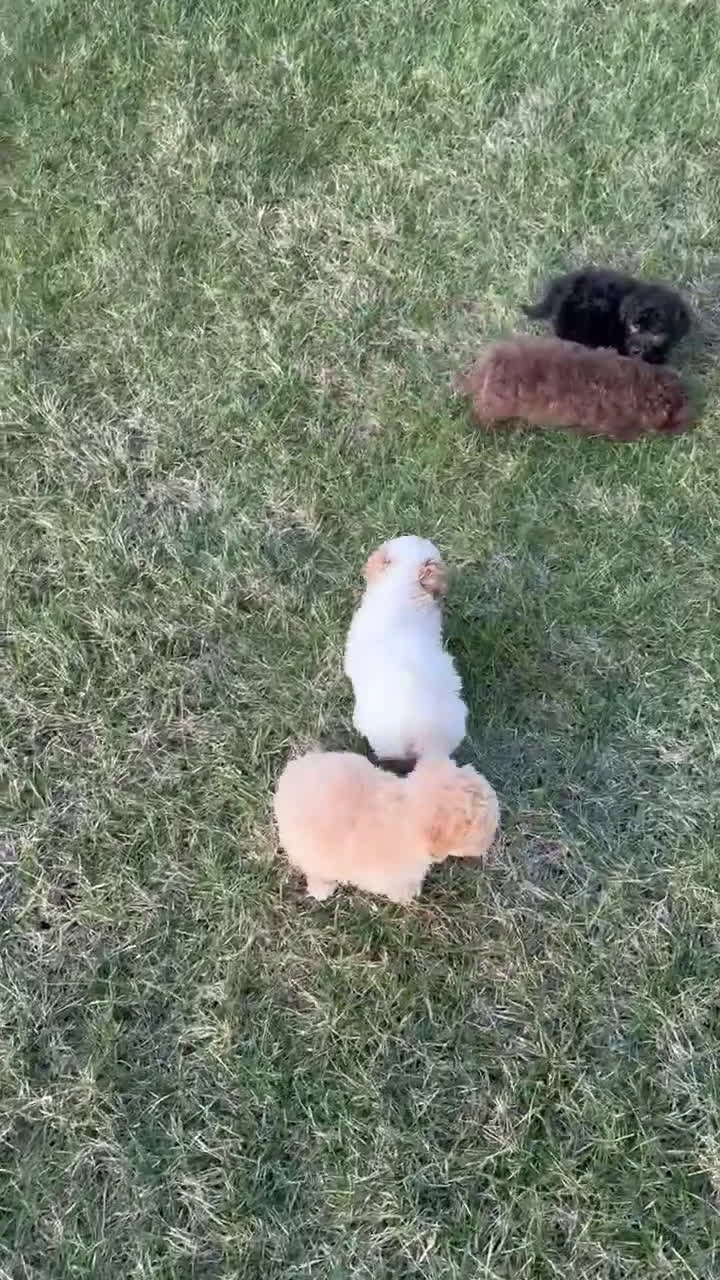 Miniature Poodle dogs for sale: Mini Parker - Video 3