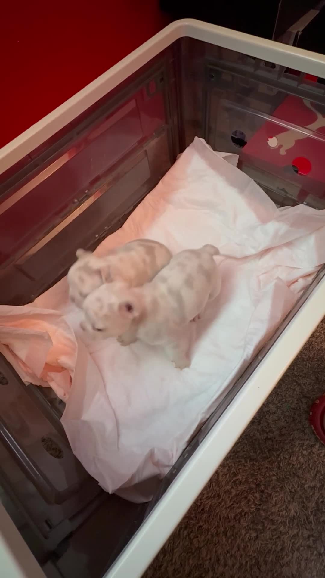 French Bulldog dogs for sale: French Bulldog Puppy 1 - Video 1