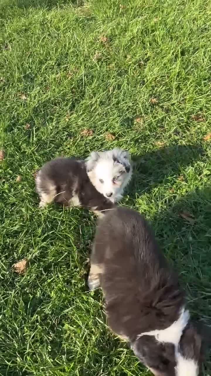 Miniature Australian Shepherd dogs for sale: Theo - Video 2