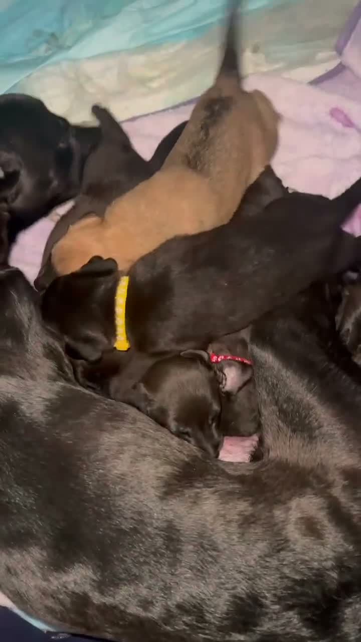 Mixed Breed dogs for sale: Purple - Video 4