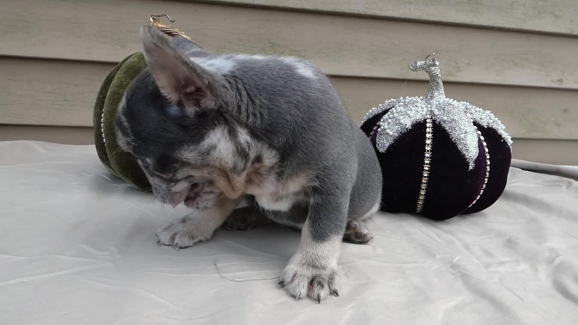 French Bulldog dogs for sale: French Bulldog 2 King - Video 1