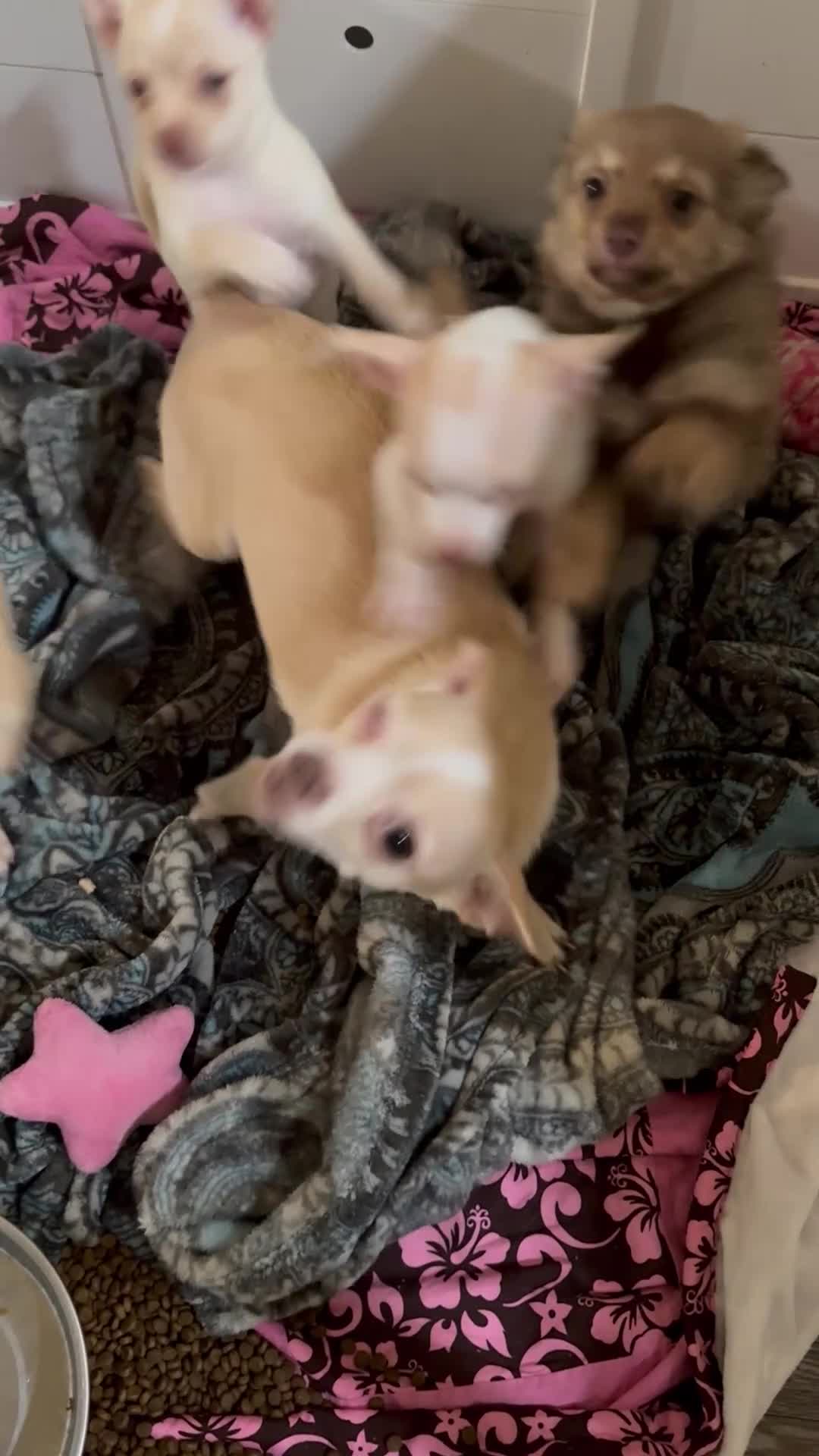 Chihuahua dogs for sale: Daisy - Video 1
