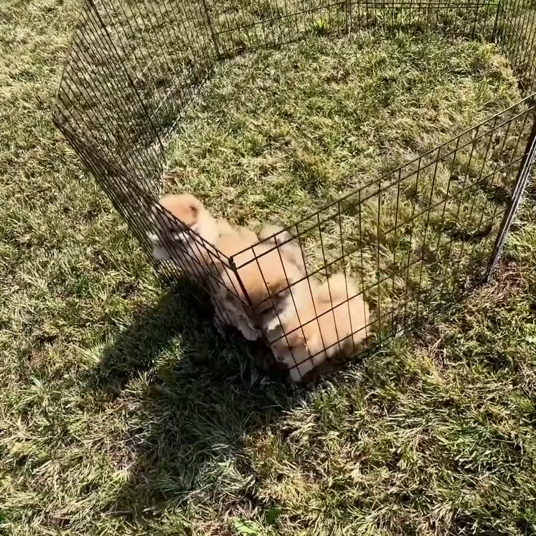Pomeranian dogs for sale: Boy Bandit - Video 1