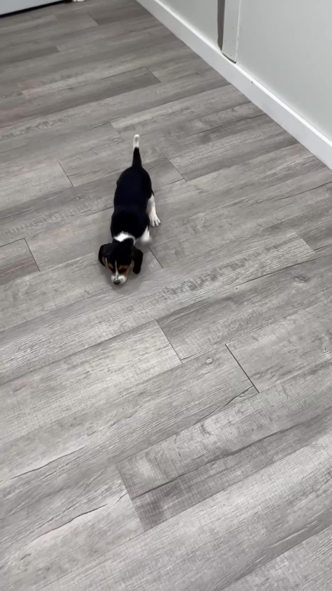 Beagle dogs for sale: Duke - Video 1
