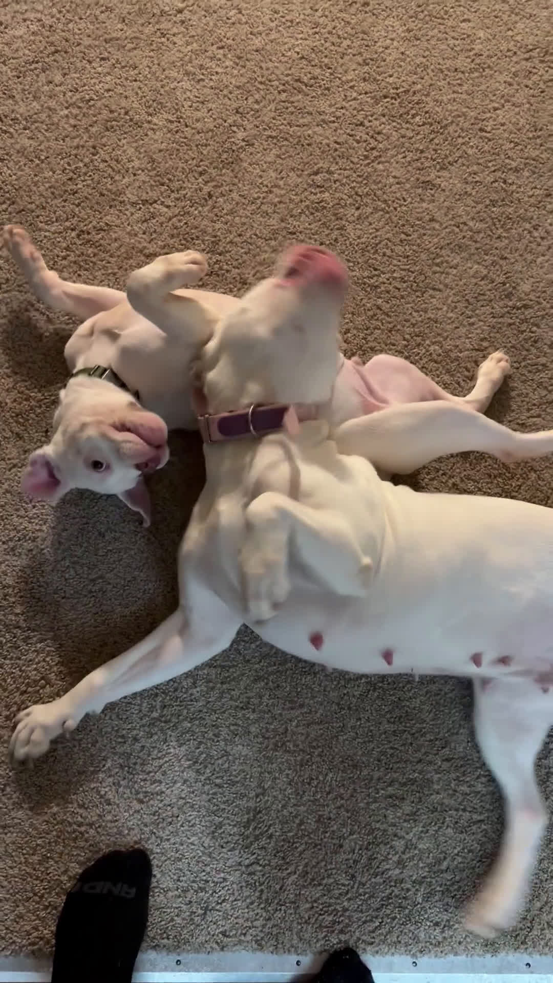 Mixed Breed dogs for sale: Mixed Breed Puppy 1 - Video 2