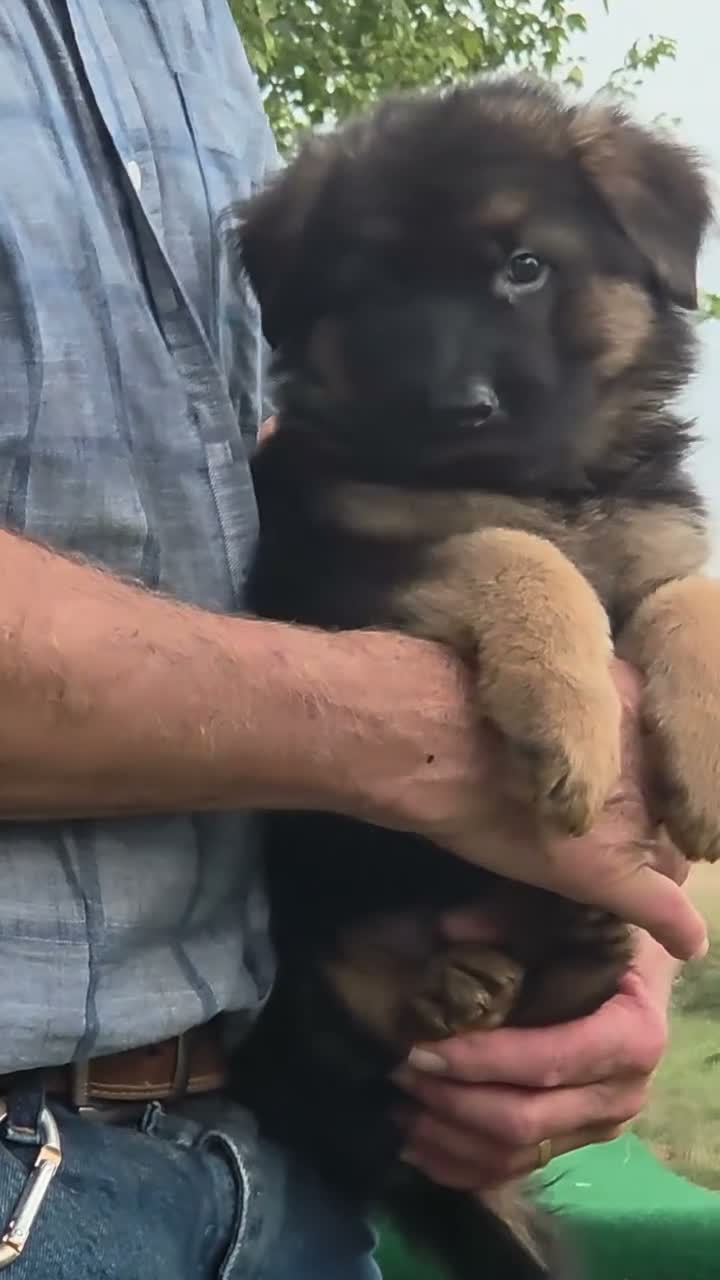 German Shepherd dogs for sale: German Shepherd orange collar male - Video 2
