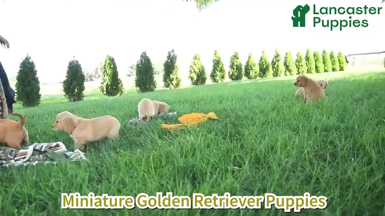 Miniature Golden Retriever dogs for sale: Winnie - Video 1