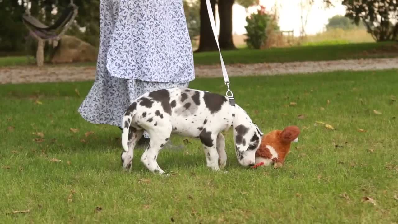 Great Dane dogs for sale: Blake Great Dane  - Video 1