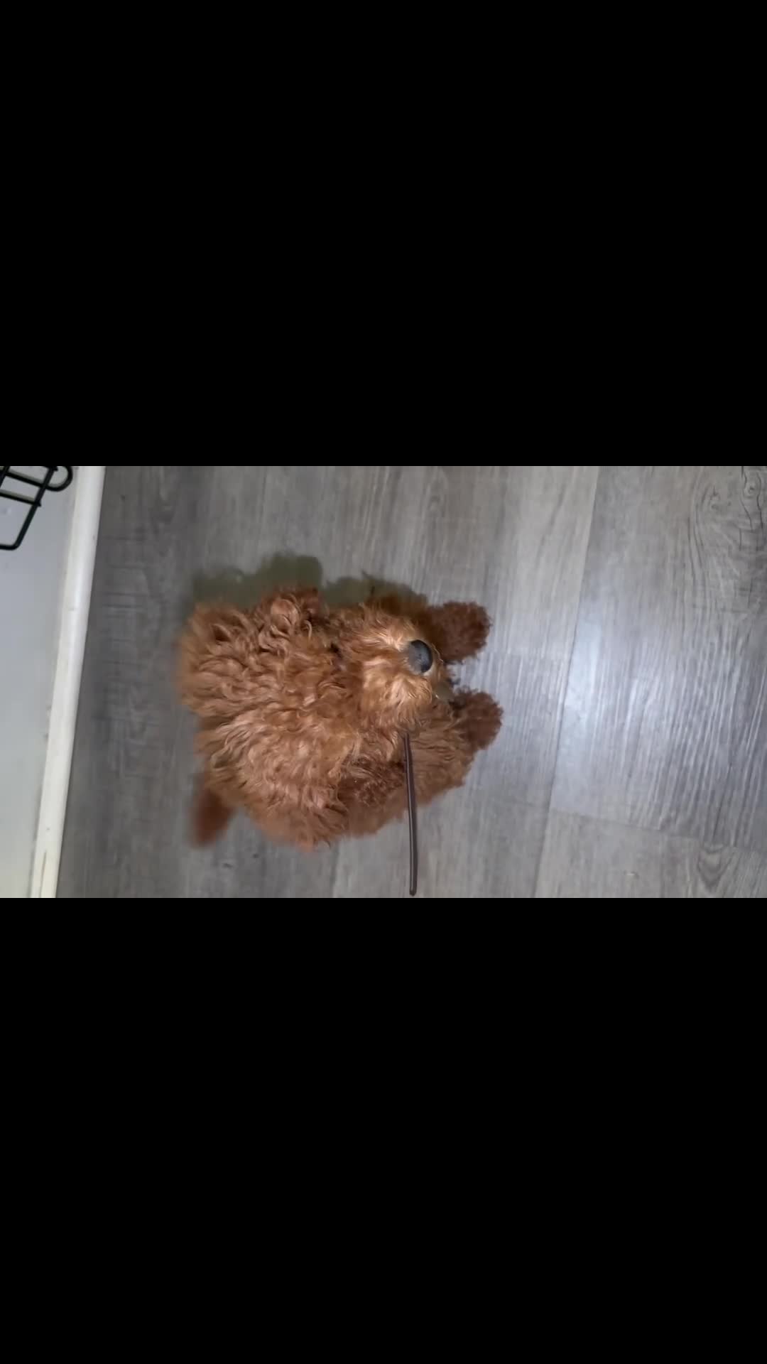 Mini Goldendoodle dogs for sale: Mini Goldendoodle 1 - Video 1