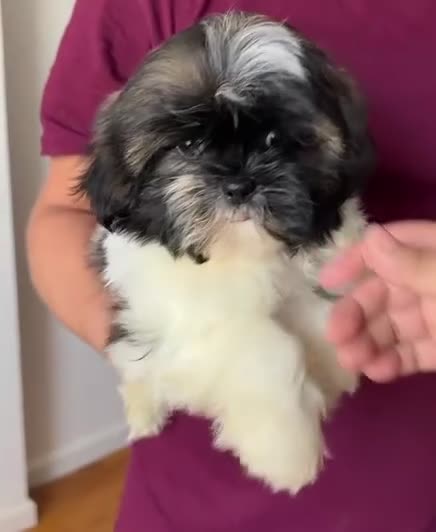 Shih Tzu dogs for sale: Shih Tzu 1 - Video 2