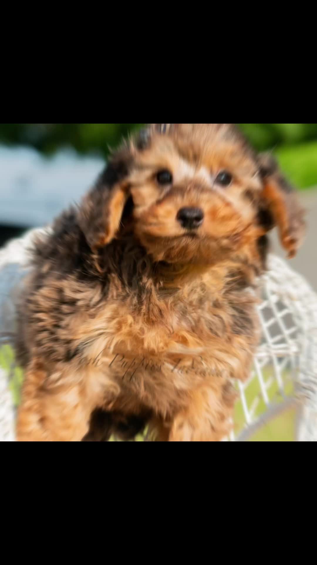 Yorkiepoo dogs for sale: Rohan  - Video 1