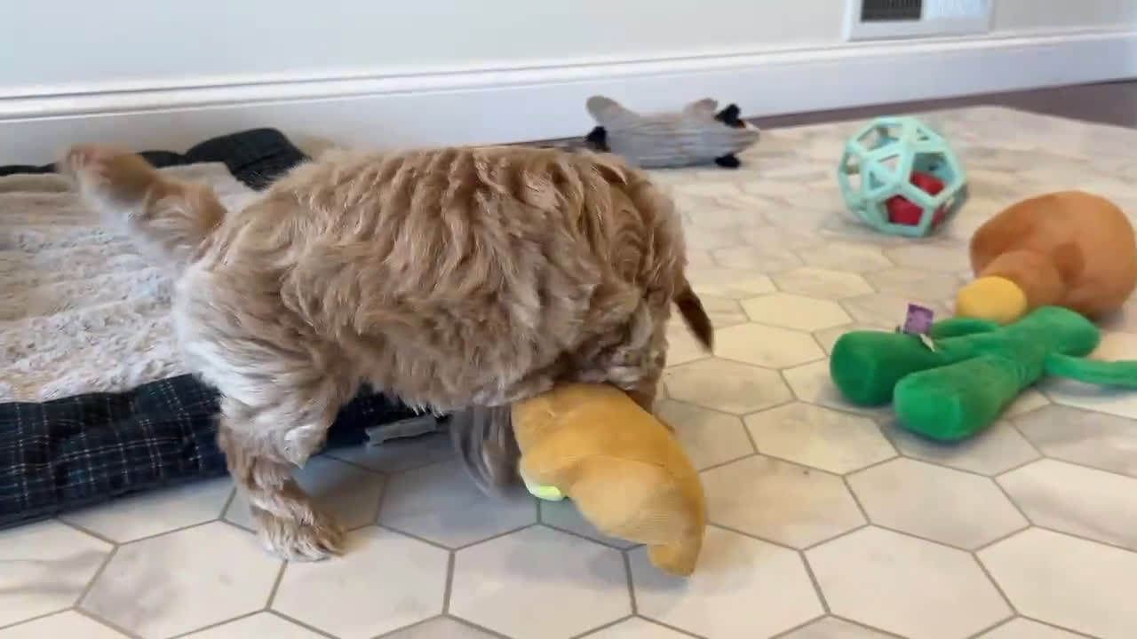 Mini Goldendoodle dogs for sale: Denver - Video 1