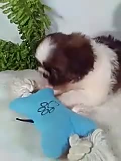 Shih Tzu dogs for sale: Bear - Video 1
