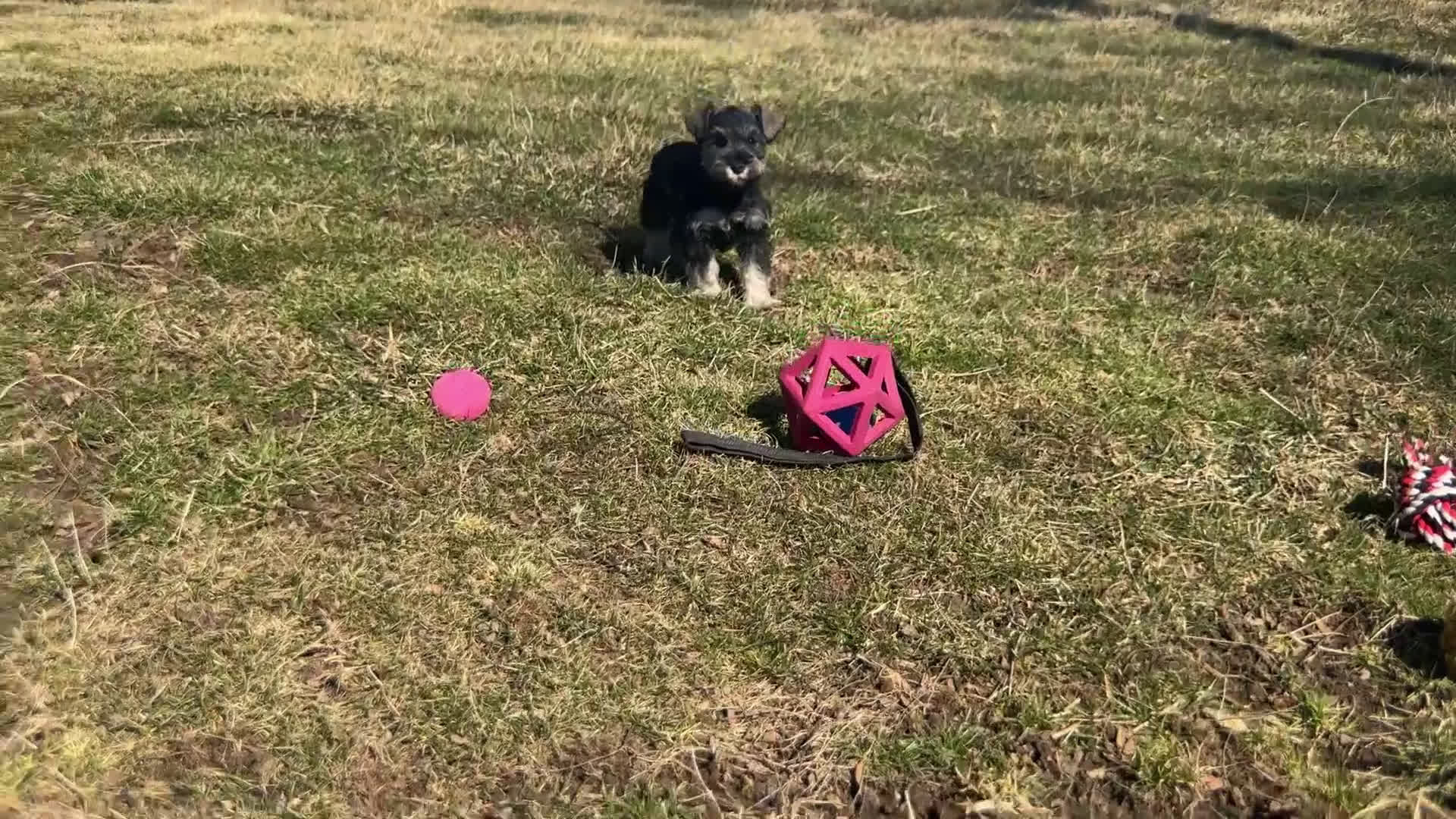 Miniature Schnauzer dogs for sale: Raven | Miniature Schnauzer - Video 1