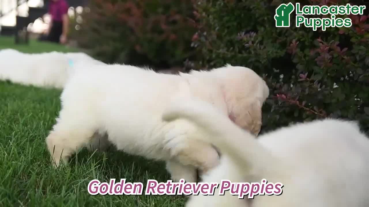 Golden Retriever dogs for sale: Blizzard - Video 1