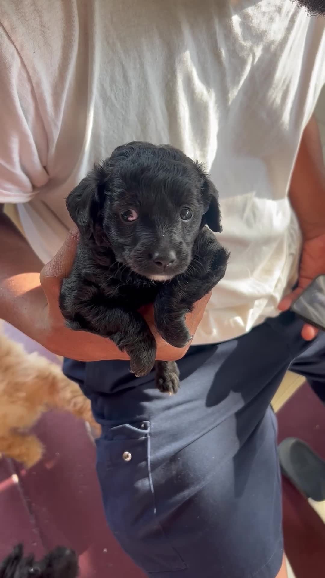 Cockapoo dogs for sale: Cockapoo Puppy 1 - Video 1