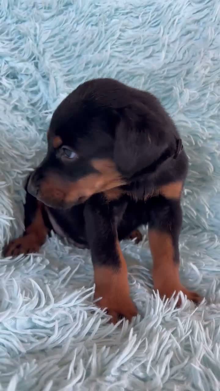 Doberman Pinscher dogs for sale: Doberman Pinscher 3 - Video 1