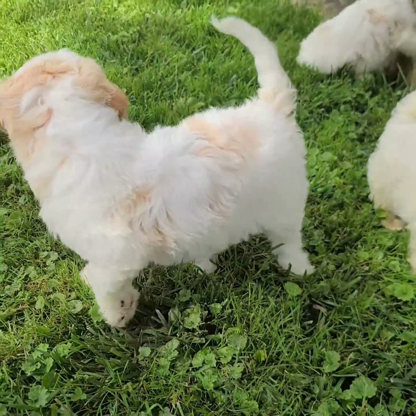 Cavachon dogs for sale: Lonnie - Video 2