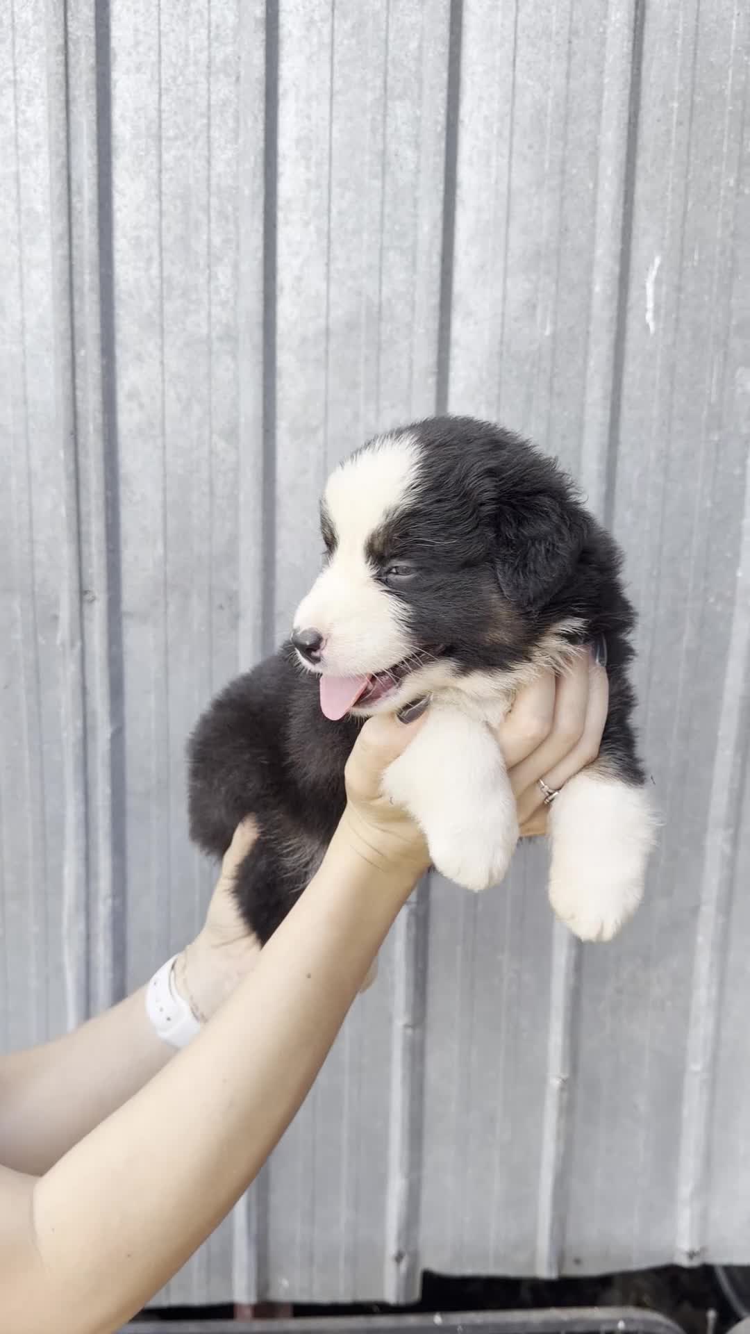 Australian Shepherd dogs for sale: Sage  - Video 1