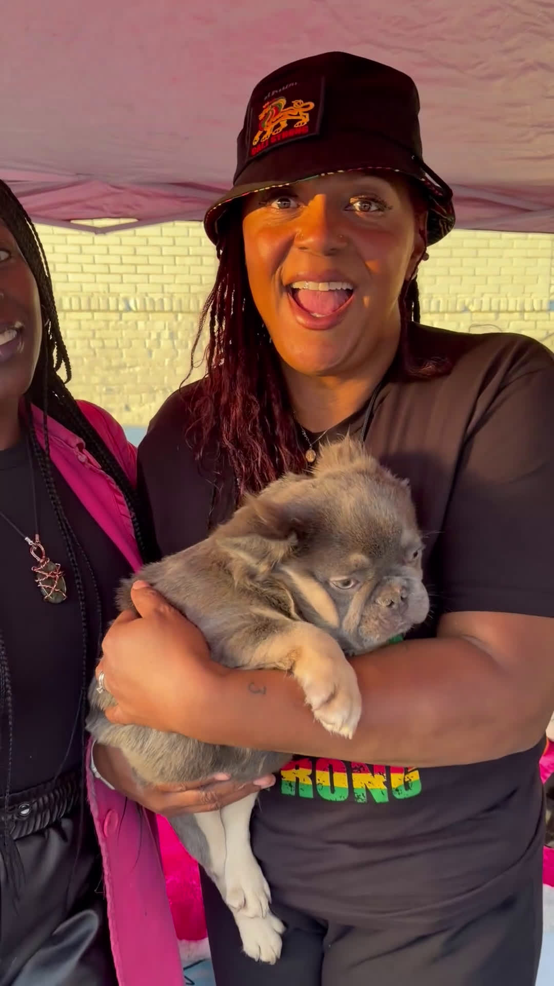 French Bulldog dogs for sale: ROCKY - LILAC TAN FLUFFY COMPACT HANDSOME PRINCE IN LA CA - USA DELIVERY  - Video 5