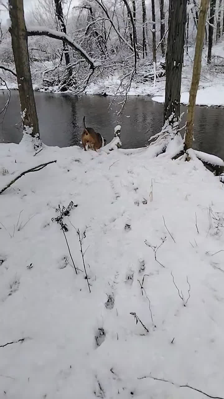 American Bully dogs for sale: American Bully Puppy 1 - Video 2