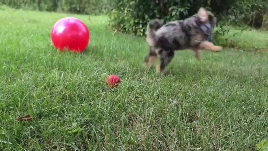 Miniature Poodle dogs for sale: Maple  - Video 1