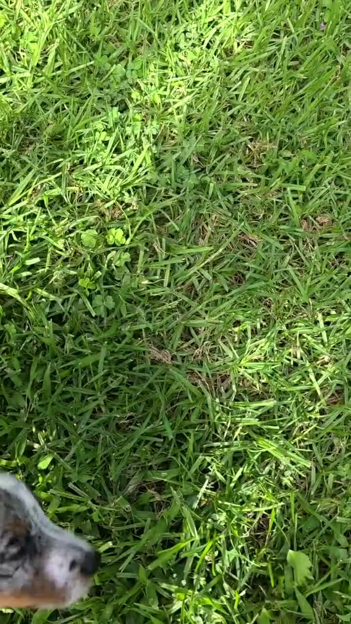 Chiweenie dogs for sale: Keno - Video 1
